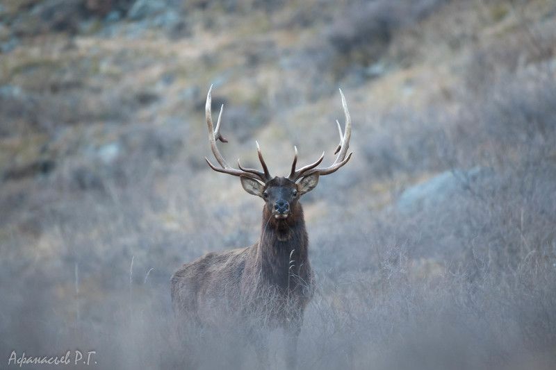 марал, животные, олень Марал в дымке фото превью