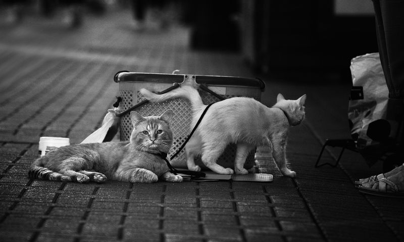 чб фото, уличное фото, кошки, арбат На Арбате фото превью