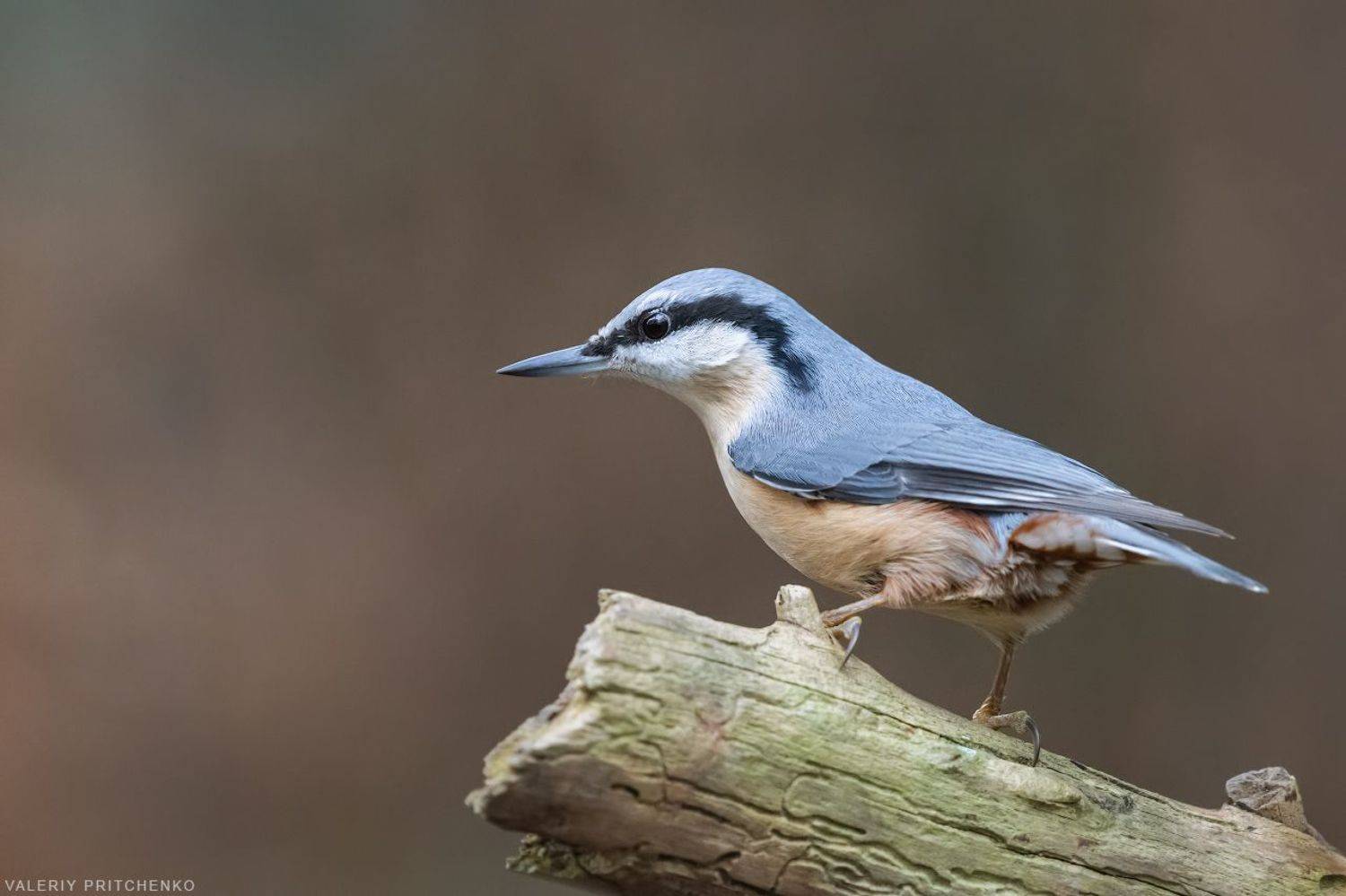 , Валерий Притченко