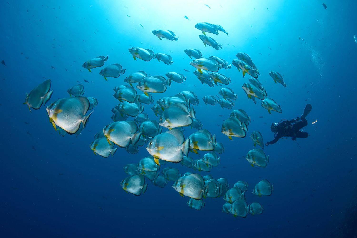 группа платексов, красное море, египет. шарк риф., PAVEL PEREPECHAEV