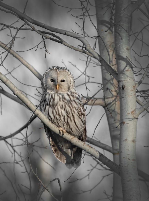 Уральская Неясыть Strix uralensis фото превью