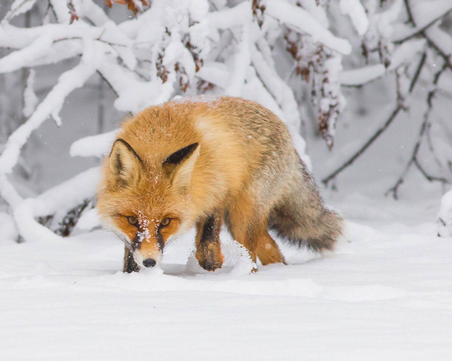 лисица, Суслов Дмитрий