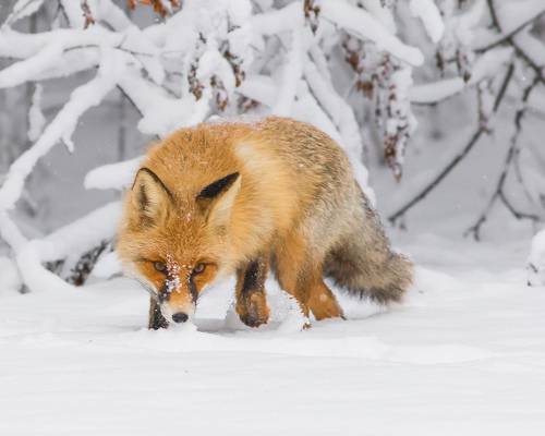 Рыжая охотница