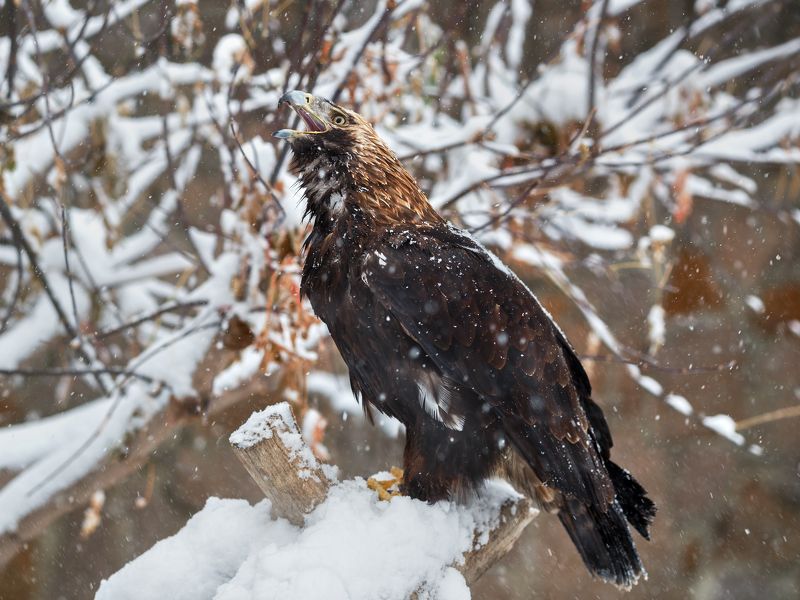 Орел могильник (императорский орел, солнечный орел) фото превью