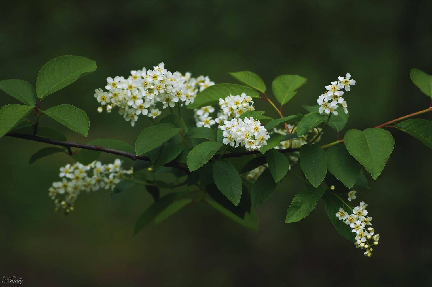 , Екимова Наталья