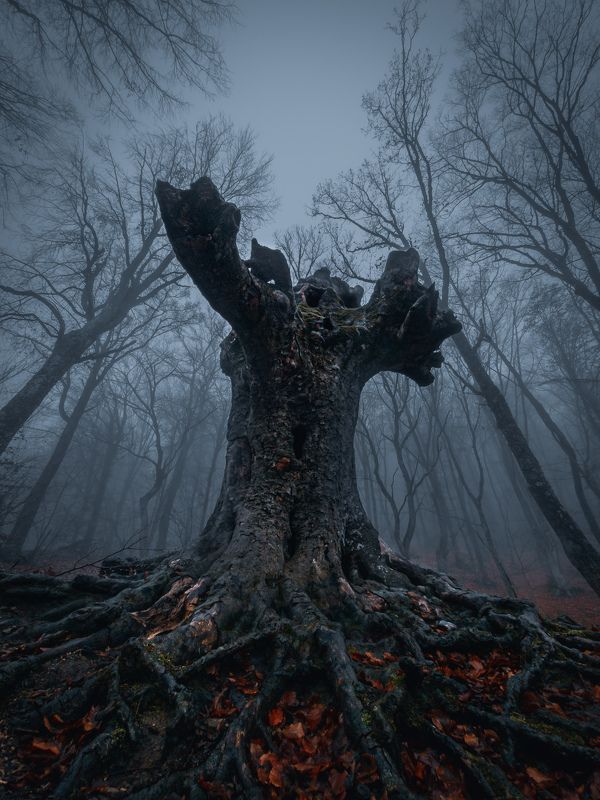 Хранитель леса фото превью