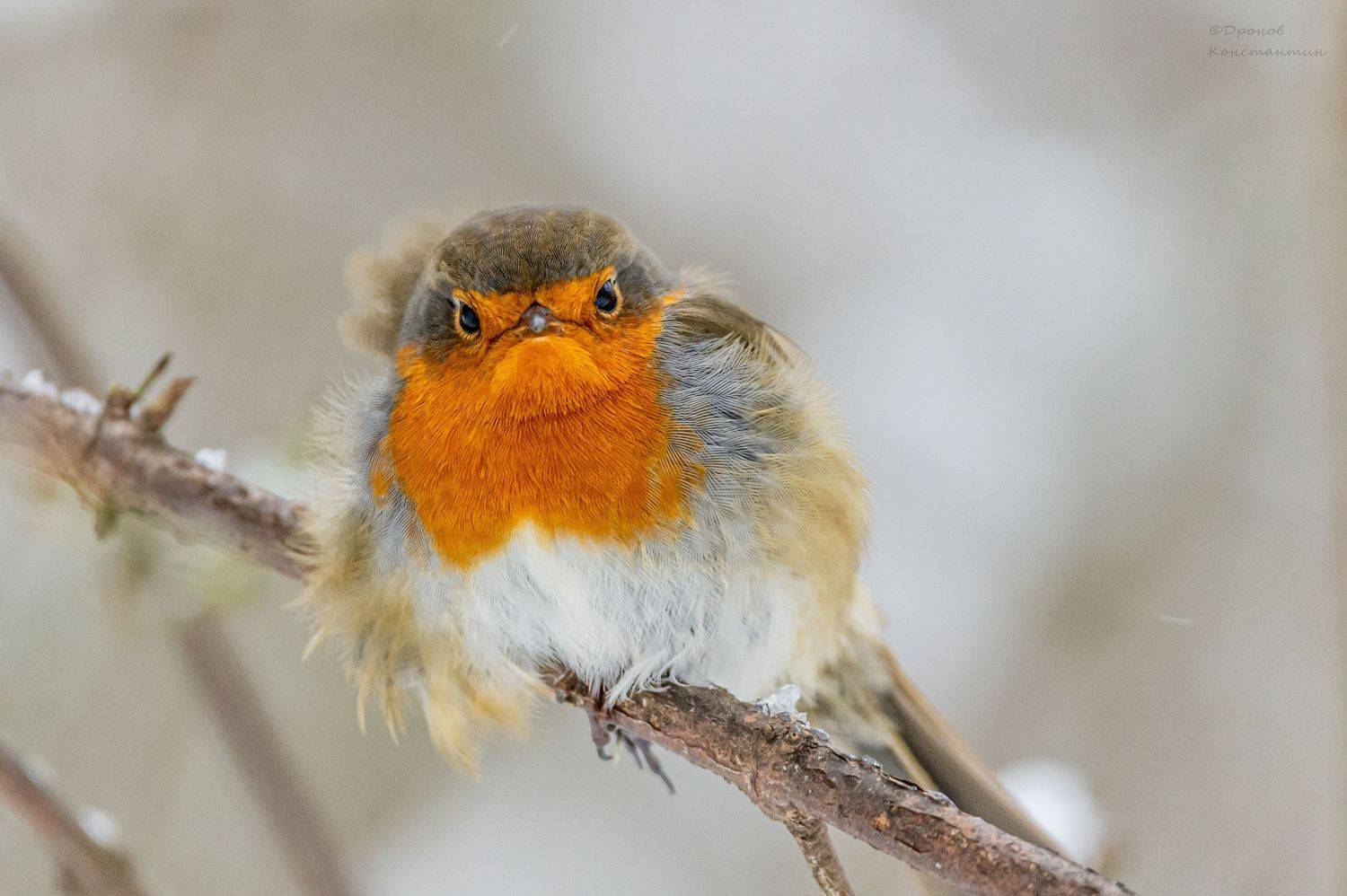 птицы, фотоохота, зарянка, малиновка, Дронов Константин