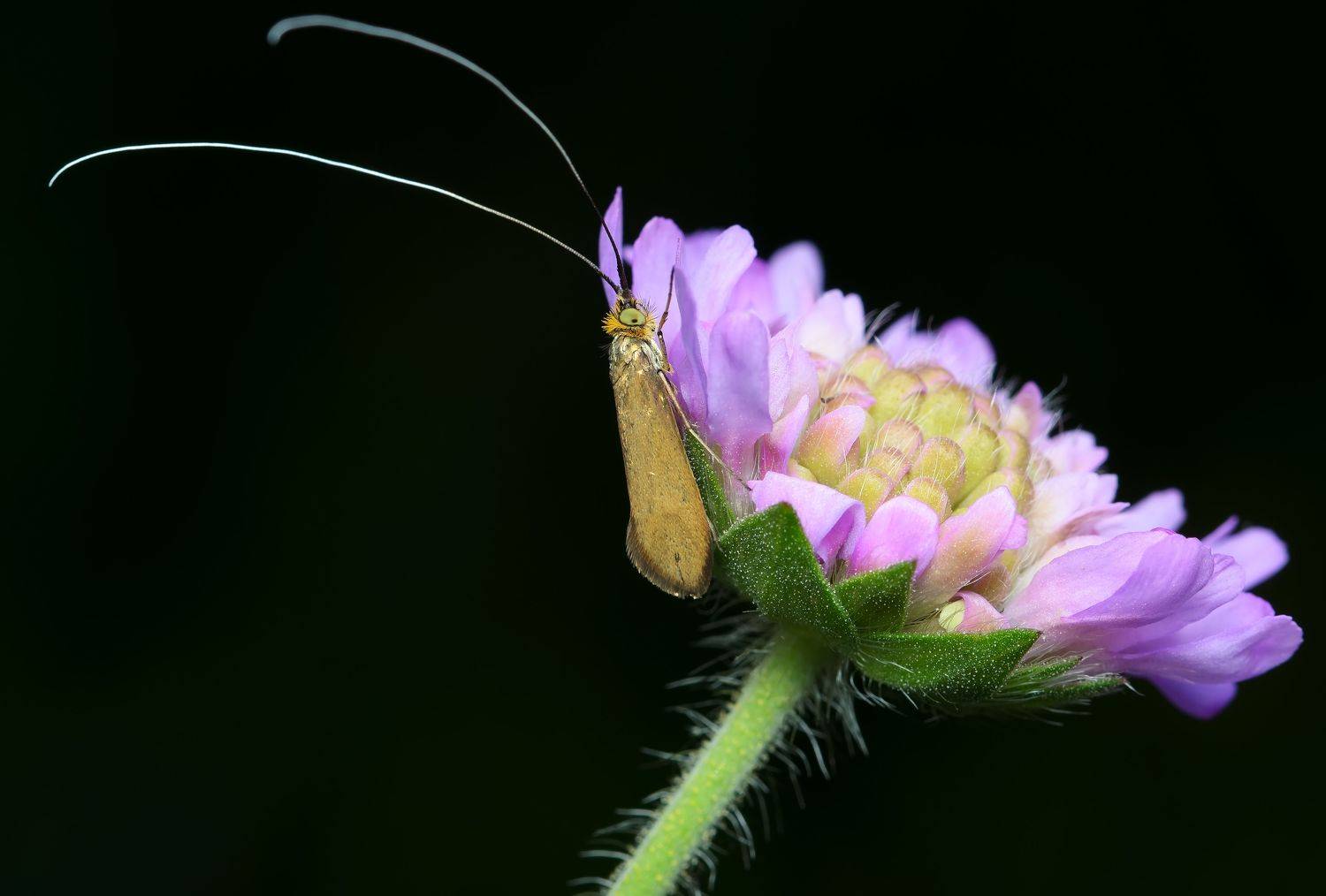 длинноуска крупноглазая, nemophora metallica, длинноуски, adelidae, бабочка, чёрный фон, Павел Черенков