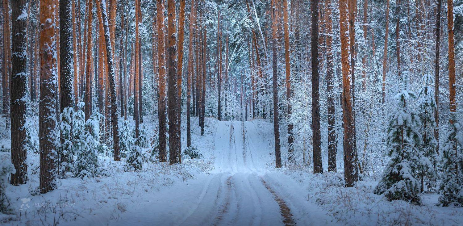 белгородская область, белогорье, зима, зима22, зимнее, первый снег, снежное, лес, лесное, сосны, сосна, дорога, в лесу, ствол, деревья, сосновый бор,, Лашков Фёдор