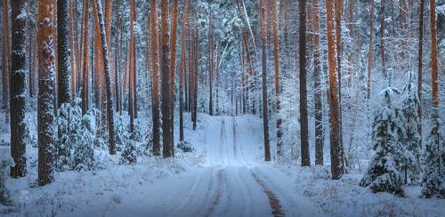 Декабрьский лес