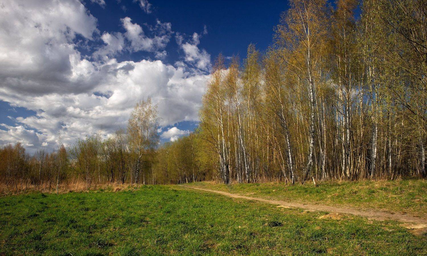 весна, березы, небо,, Сергей Шабуневич