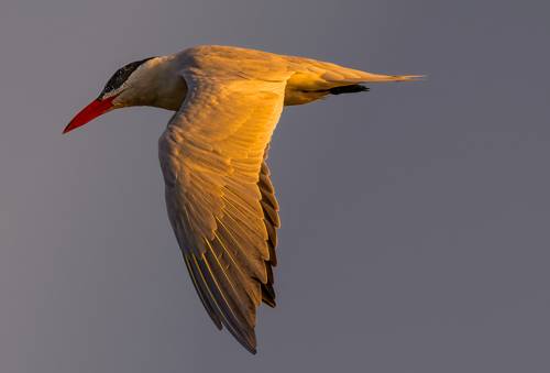 Caspian tern