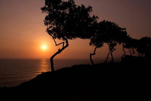 Dancing trees of Lima. Танцующие деревья Лимы