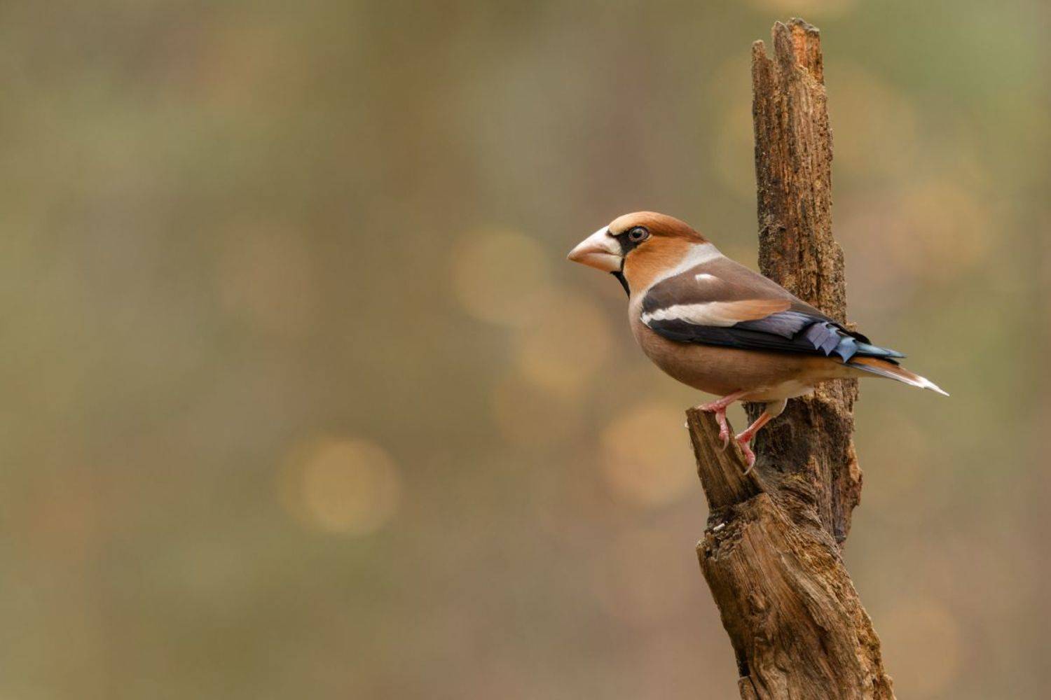 Hawfinch bird nature animal netherlands canon sigma, Silvia Koopmans