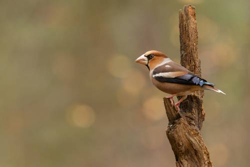 Hawfinch
