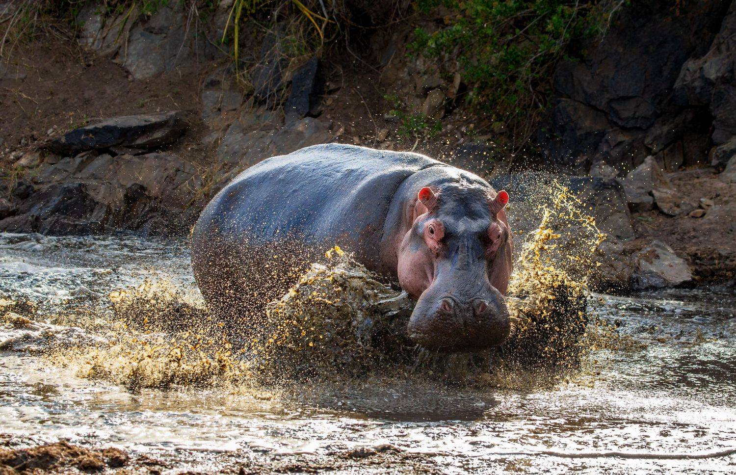 , Гудков Андрей