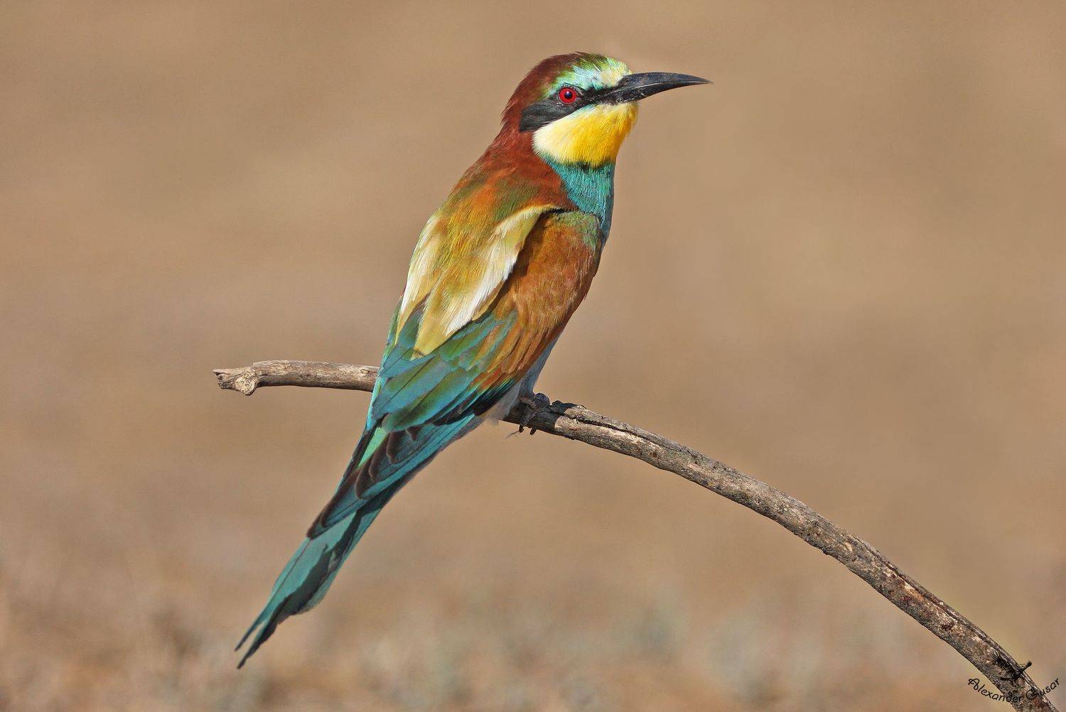 , Александр Гусар