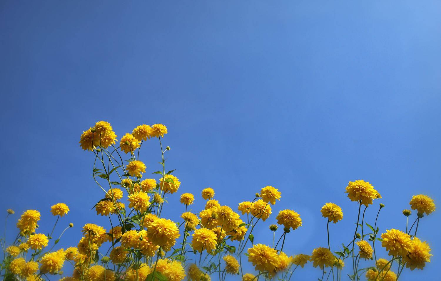 yllow, flowers, nature, lanscape, summer, autumn, bloom, blossom, garden, yard, sunny, country, countryside, DZINTRA REGINA JANSONE