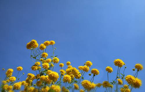 yellow decorative summer flowers
