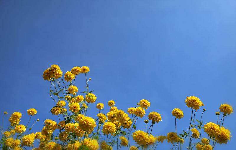 yllow, flowers, nature, lanscape, summer, autumn, bloom, blossom, garden, yard, sunny, country, countryside yellow decorative summer flowers фото превью