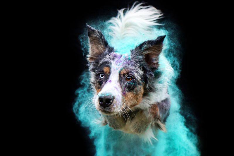 фотосессия собака краски холи бордер колли Стартуем фото превью