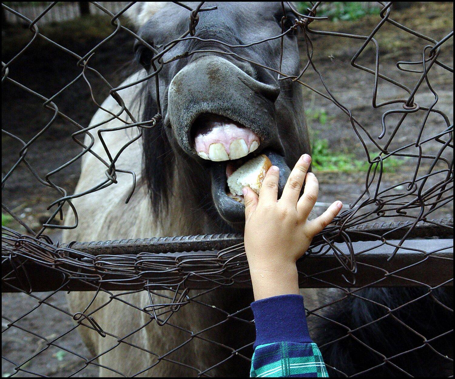 , Меднов Влад