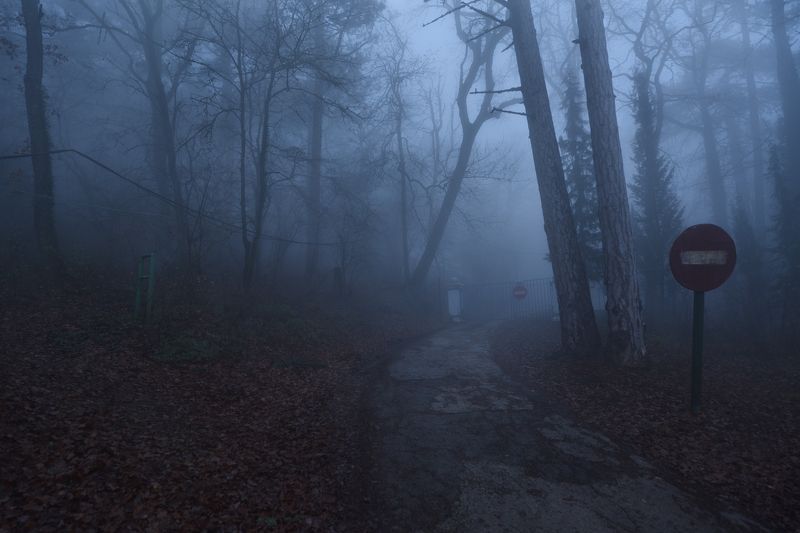 лес, туман, дорога  фото превью