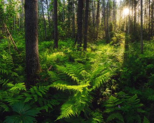 Северные джунгли