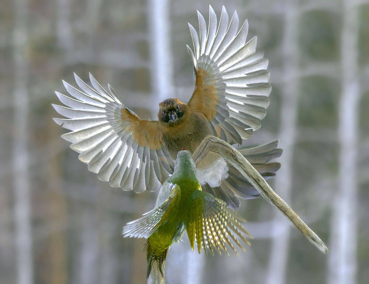 сойка, седой дятел, крылья, Коледова Ирина