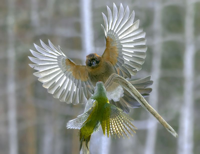 У кого крылья больше фото превью