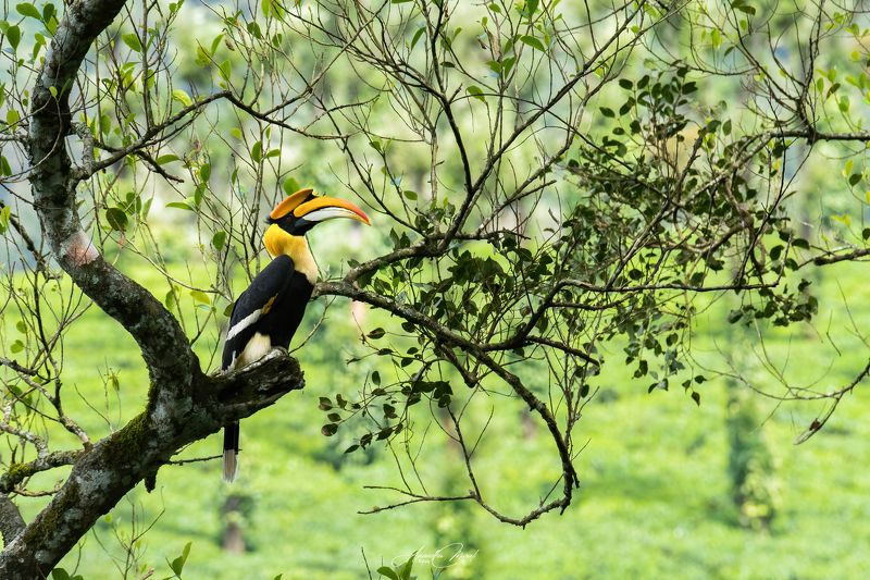 Birds hornbill kerala india birdphotography wildlife Hornbill Frame фото превью