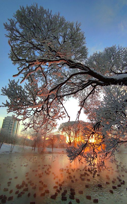 Уточки.... фото превью