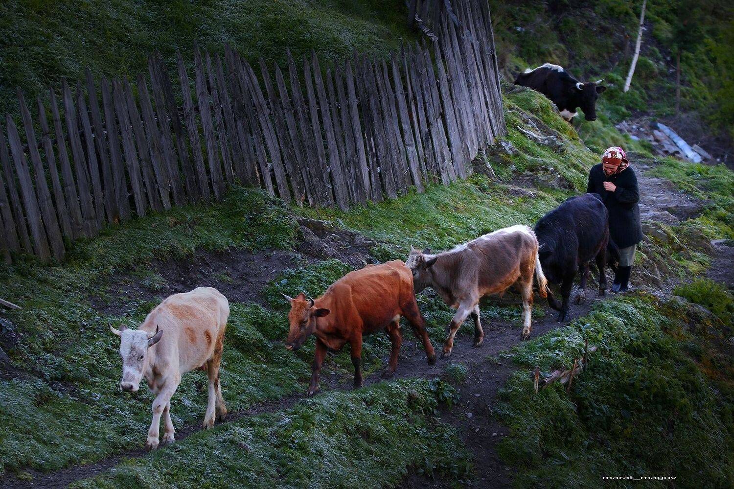утро,коровы,горы,аул,тлярата,дагестан,люди,, Magov Marat