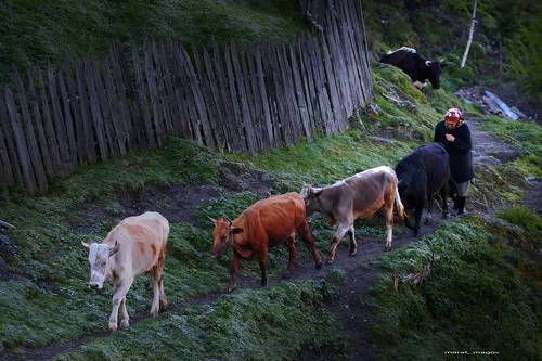 Утром на выпас..