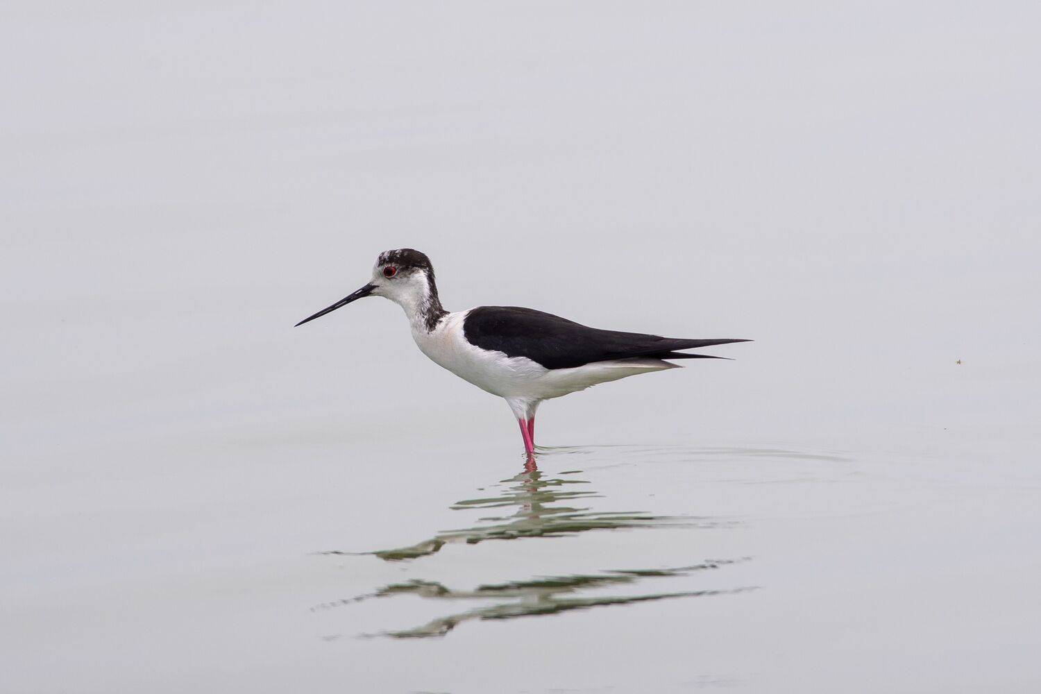 Black-winged stilt, Himantopus himantopus, volgograd, russia, bird, wildlife, , Сторчилов Павел