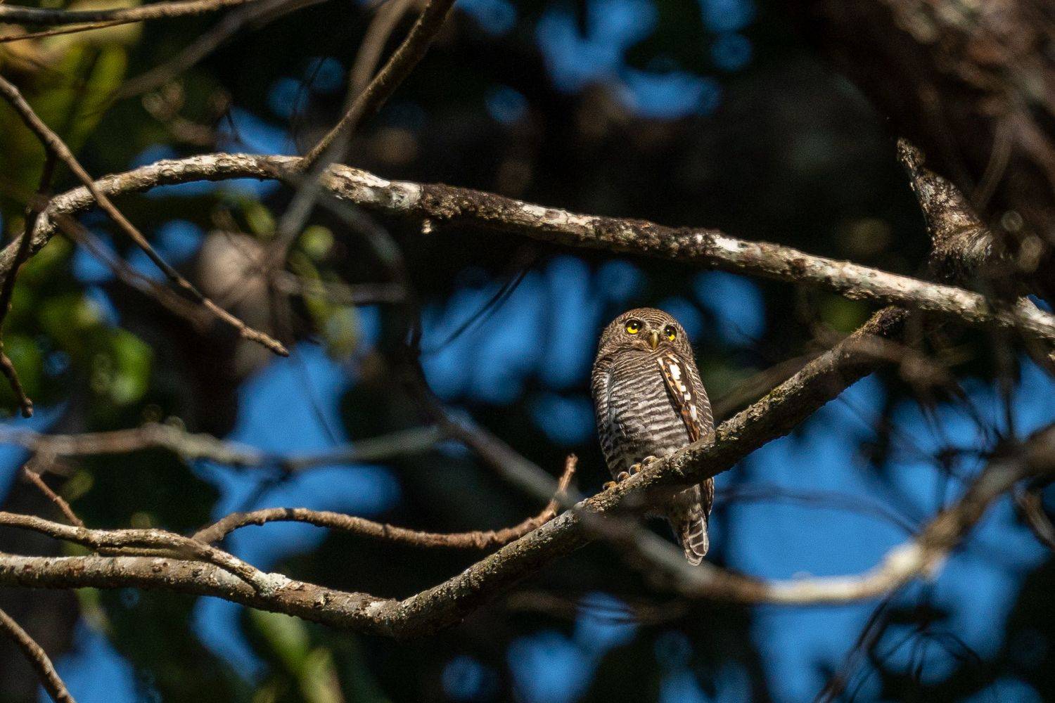 owlet, jungle, nepal, chitwan, джунгли, сова, непал, читван, Баландин Дмитрий
