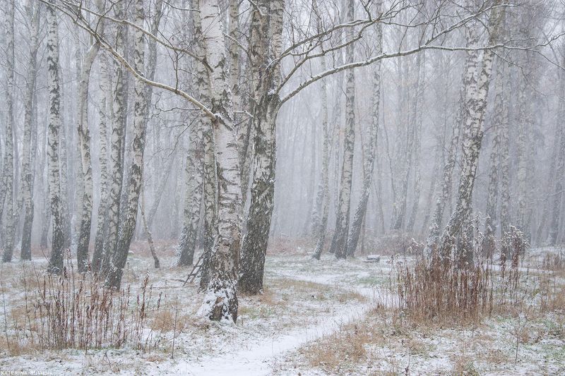 природа, зима, пейзаж, лес Зима. Начало фото превью