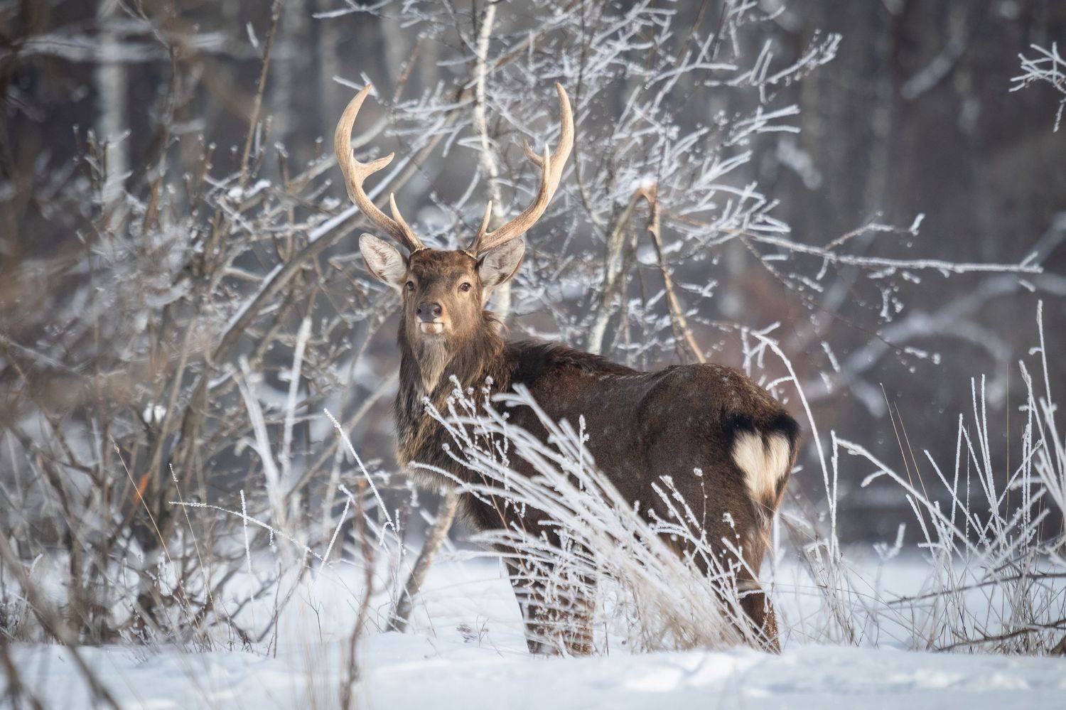 , Веревченко Михаил