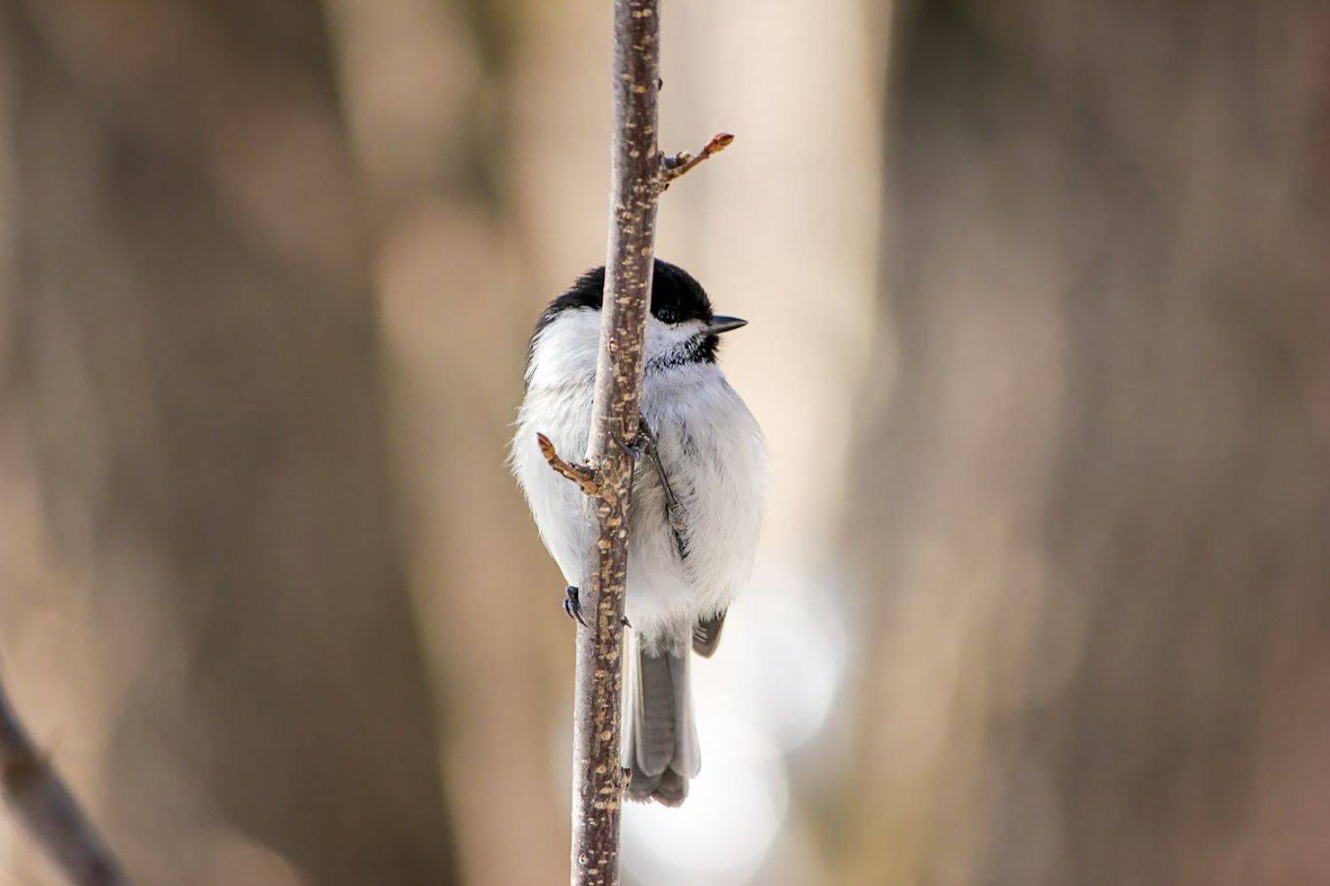 синица, КарОл