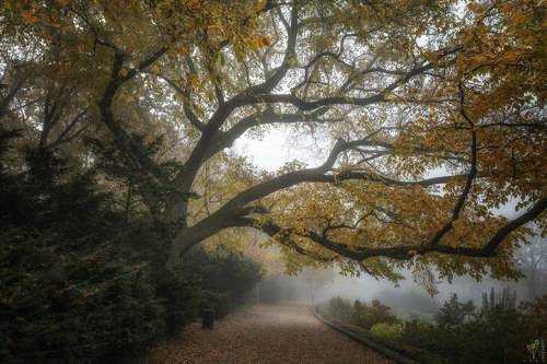 October Fog in Fort Tryon Park