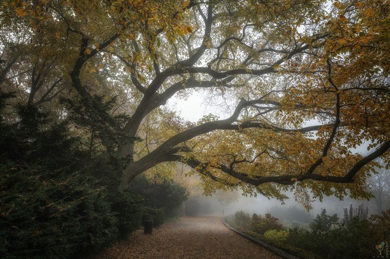 new york, October Fog in Fort Tryon Park фото превью