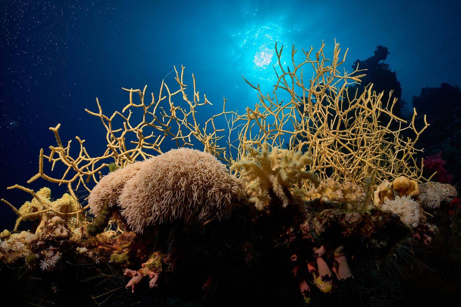 коралловый риф, красное море, египет., PAVEL PEREPECHAEV