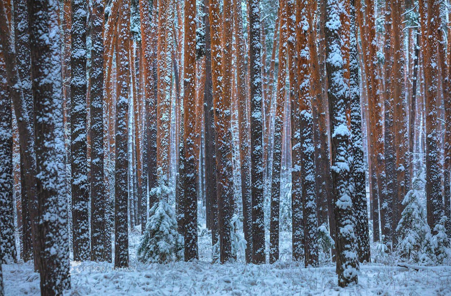 белгородская область, белогорье, зима, зима22, зимнее, первый снег, снежное, лес, лесное, сосны, сосна, в лесу, ствол, деревья, сосновый бор,, Лашков Фёдор