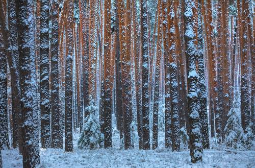 Запах соснового мороза