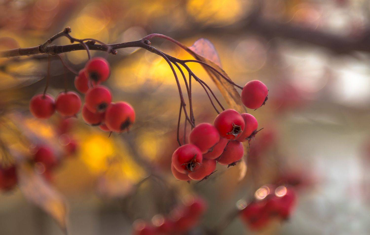 природа,растения,яблочки,листья,макро,осень,ветка,, Антонина Яновска