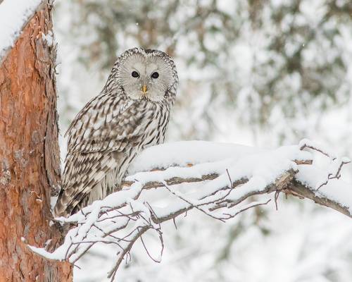 Длиннохвостая (Уральская) неясыть