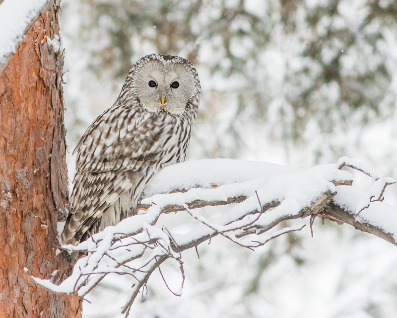 длиннохвостая неясыть Длиннохвостая (Уральская) неясыть фото превью