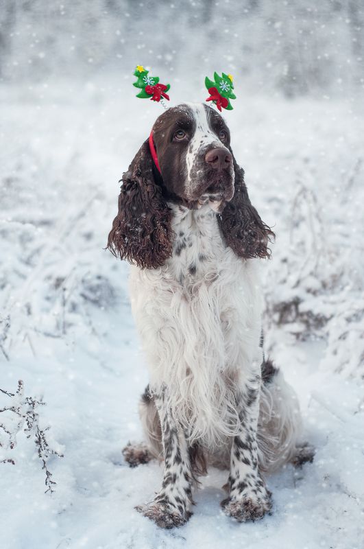 Амур фото превью