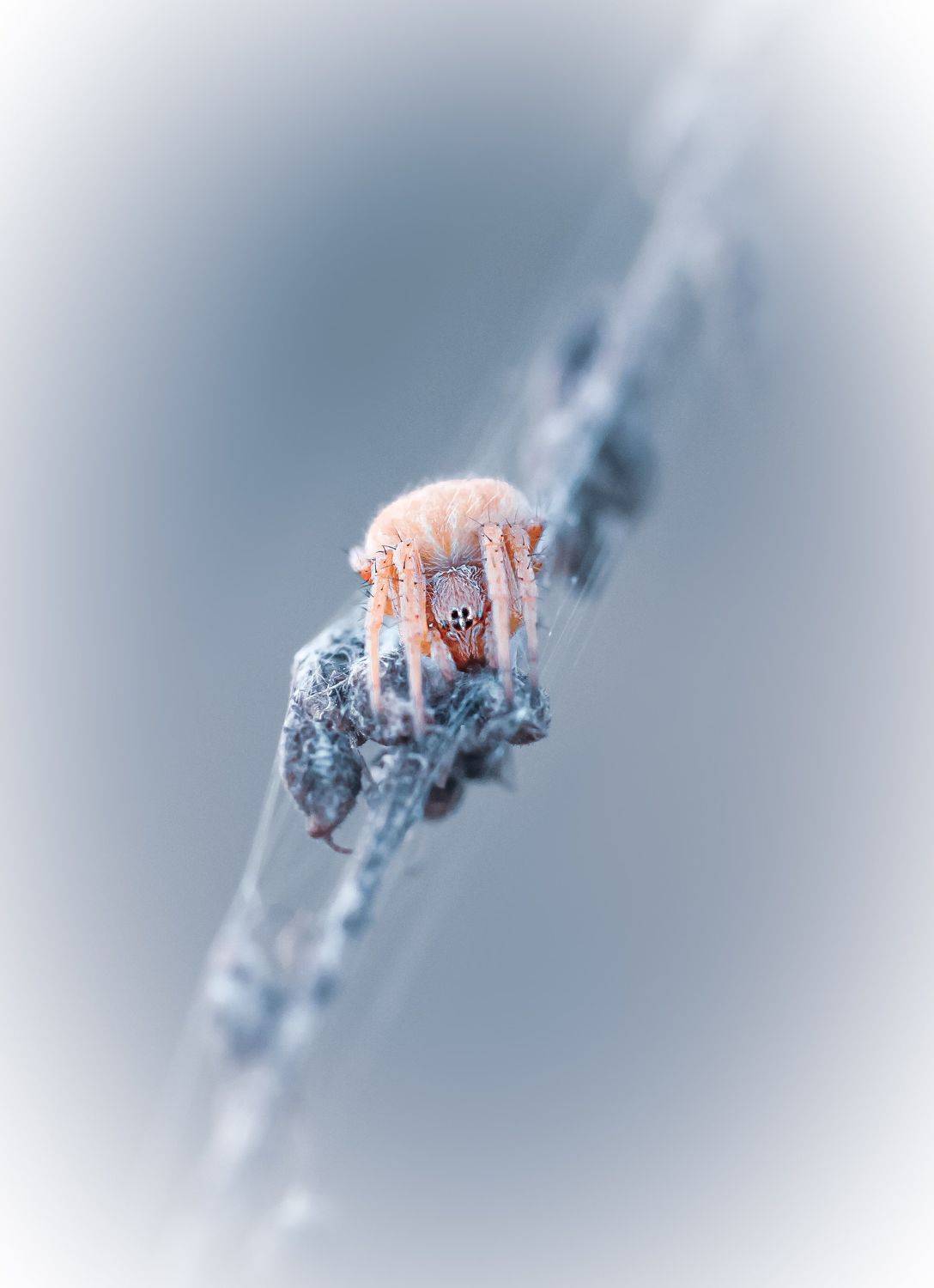 , Julia Khvorostyanaya