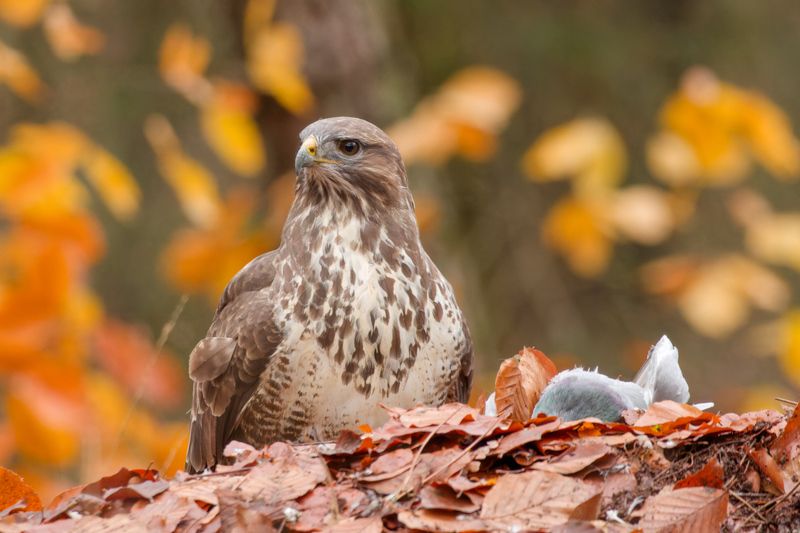 Buzzard bird nature Netherlands Canon wildlife Buzzard фото превью